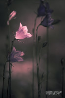 27k fotoart foto fotografie kunst composing bildbearbeitung blumen landschaft tiere portrait stil weithaler norbert